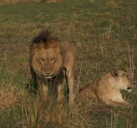 Breeding pair at Mombo