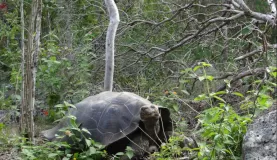 Highlands of San Cristobal - our first giant tortoise