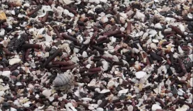 Fernandina: Punta Espinoza - endless shells (and an inhabitant)