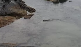 Fernandina: Punta Espinoza - marine iguanas galore!
