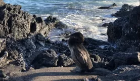 Isabela: Urbina Bay - first flightless cormorant!