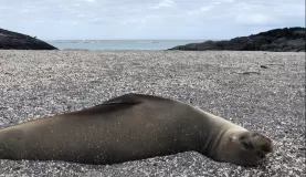 Fernandina: Punta Espinoza