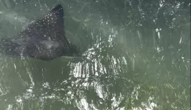 Black Turtle Cove - spotted rays