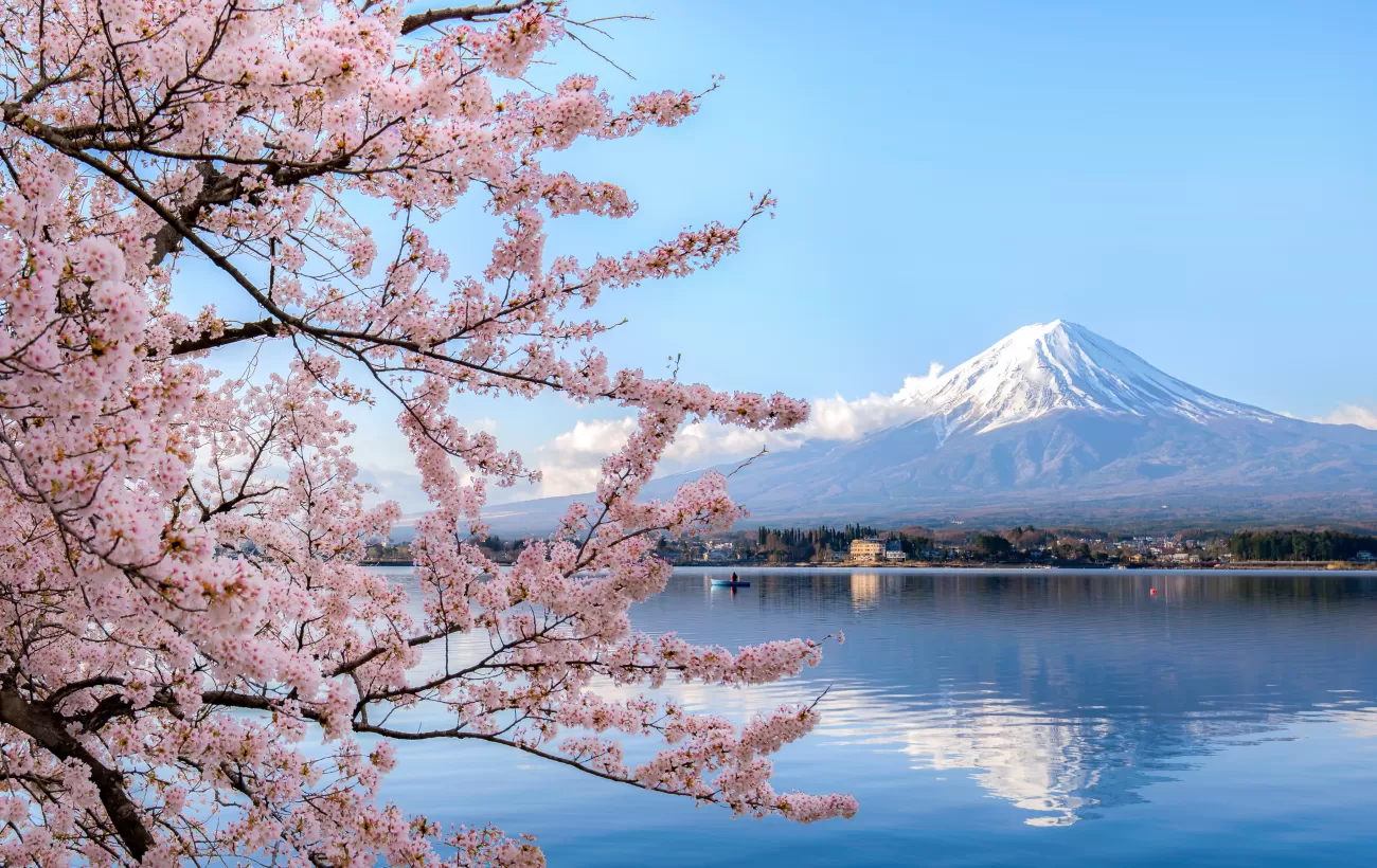 Mt. Fuji framed by Lake Kawaguchiko and cherry blossoms