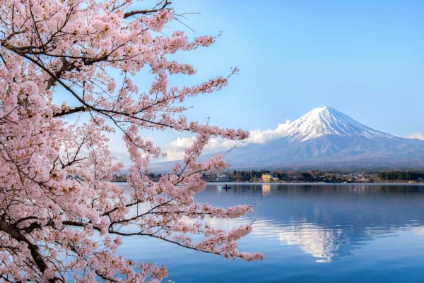 Mt. Fuji framed by Lake Kawaguchiko and cherry blossoms