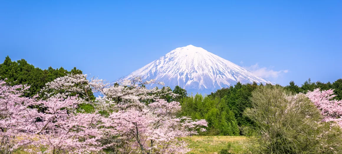 Mt. Fuji surrounded by cherry blossoms