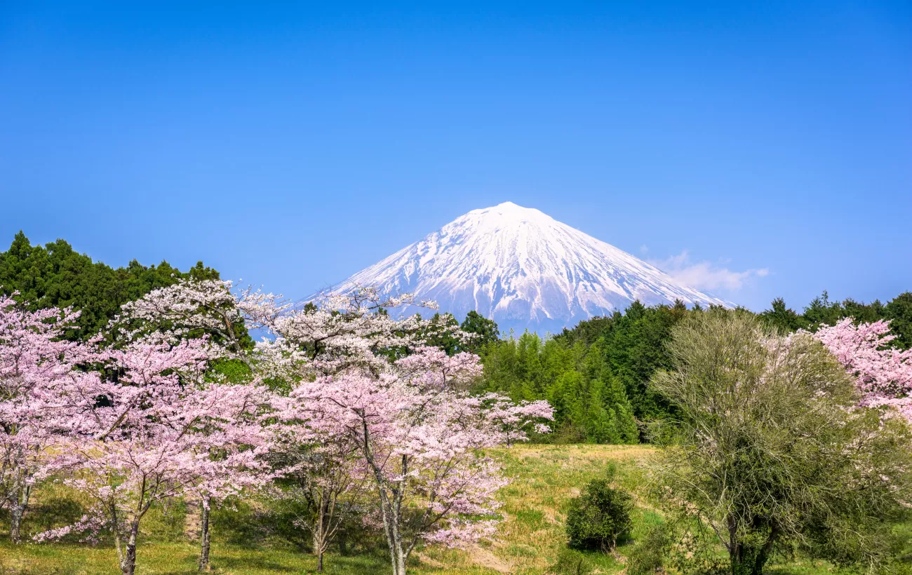 Mt. Fuji surrounded by cherry blossoms