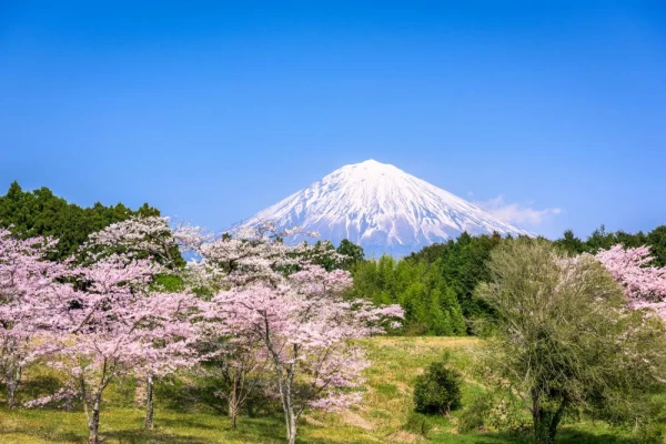 Mt. Fuji surrounded by cherry blossoms