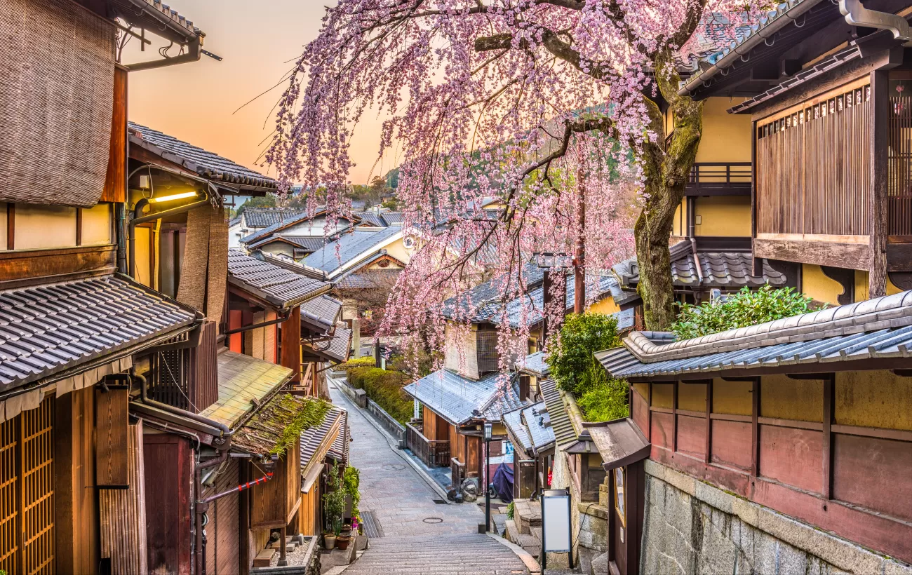 Cherry blossoms in historic Kyoto