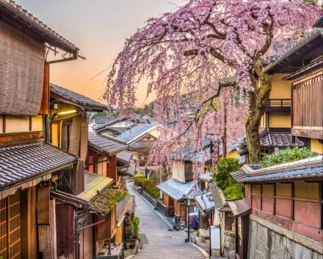 Cherry blossoms in historic Kyoto