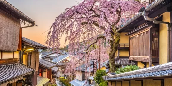 Cherry blossoms in historic Kyoto