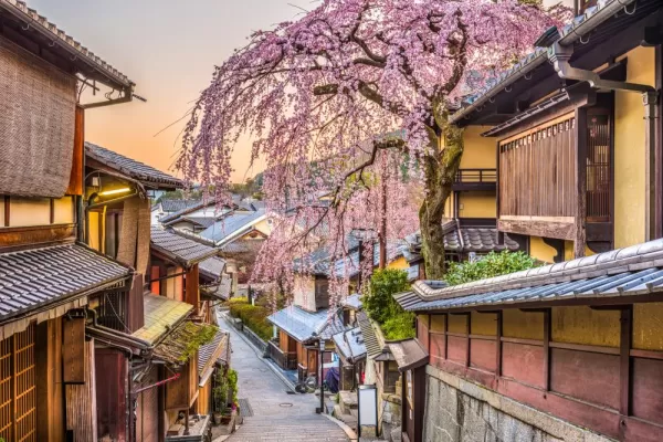 Cherry blossoms in historic Kyoto
