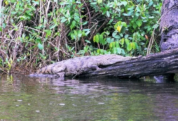 Big old croc sleeping in the sun
