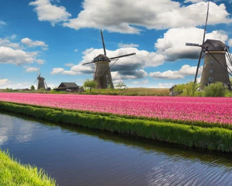 Colorful tulips in the Netherlands