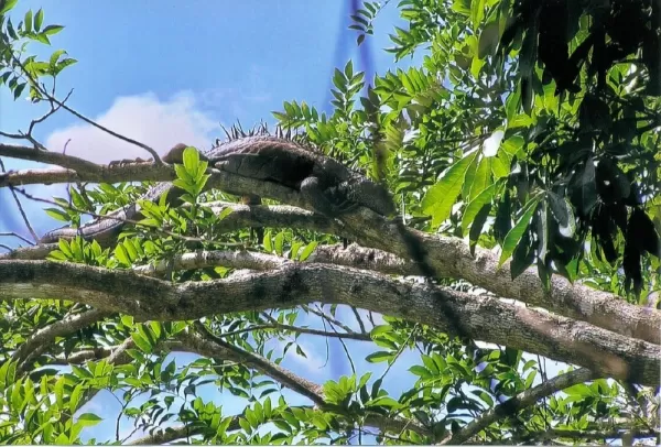 Large brown iguana