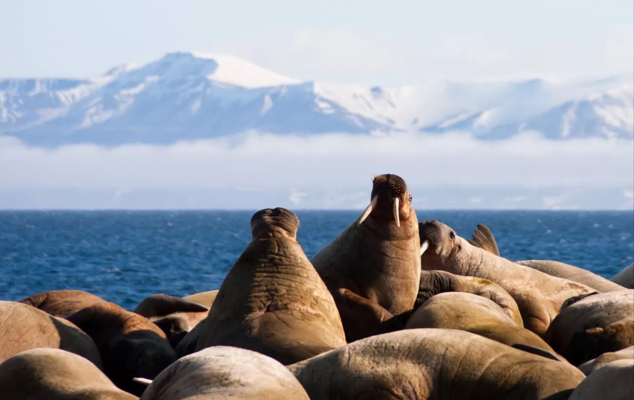 Walruses huddling together in Svalbard.