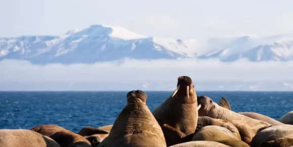 Walruses huddling together in Svalbard.