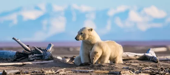 Polar bears in the Arctic