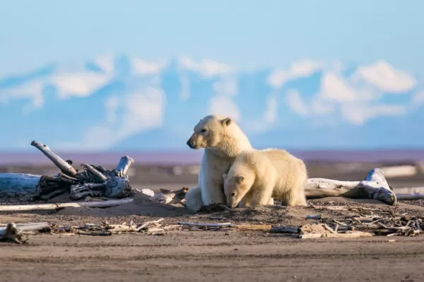 Polar bears in the Arctic