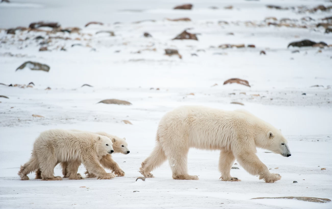 12-day Best of Svalbard Cruise aboard Sea Spirit