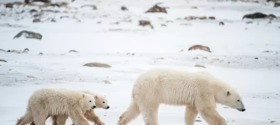 A sow and her cubs