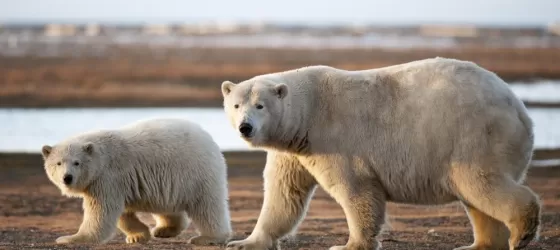 Polar bear and cub