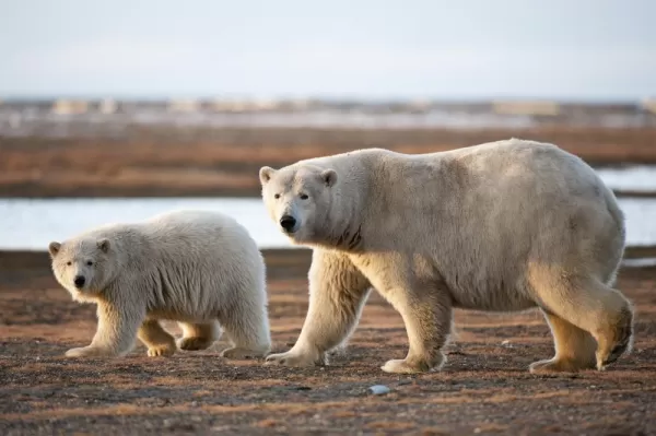 Polar bear and cub