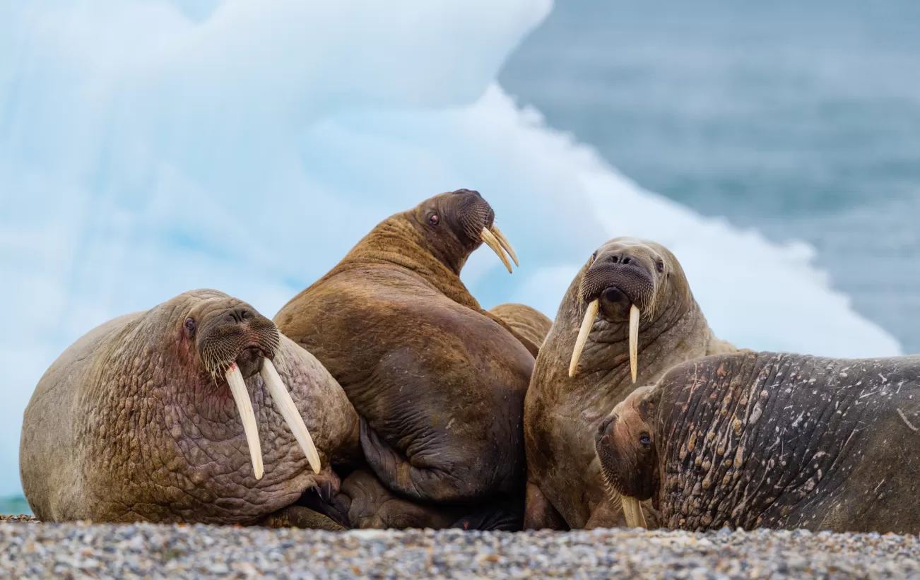 Walruses huddled together on the ice