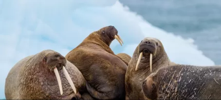 Walruses huddled together on the ice