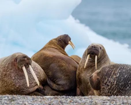 Walruses huddled together on the ice