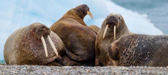 Walruses huddled together on the ice
