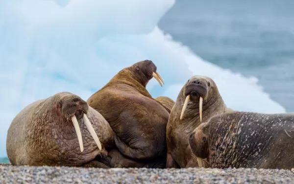 Walruses huddled together on the ice