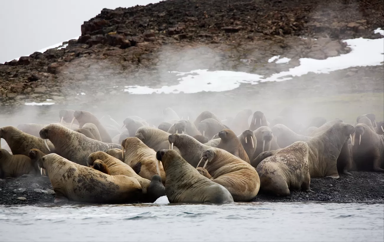 Walruses coming ashore in the arctic