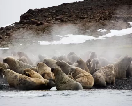 Walruses coming ashore in the arctic
