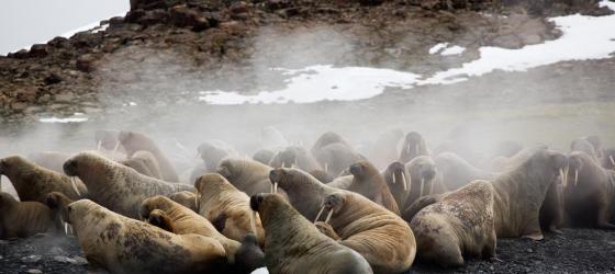 Walruses coming ashore in the arctic