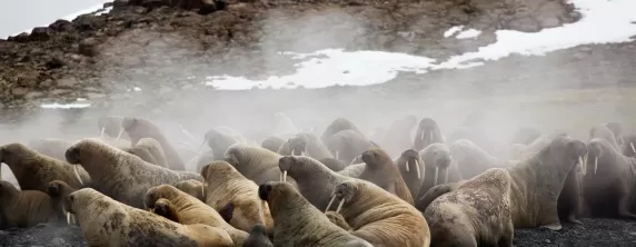 Walruses coming ashore in the arctic