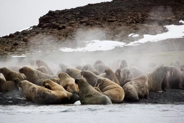 Walruses coming ashore in the arctic