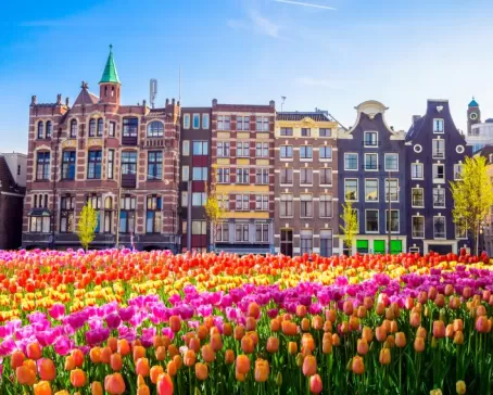 Brilliant tulips growing near Amsterdam