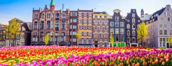 Brilliant tulips growing near Amsterdam
