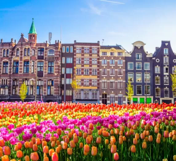 Brilliant tulips growing near Amsterdam