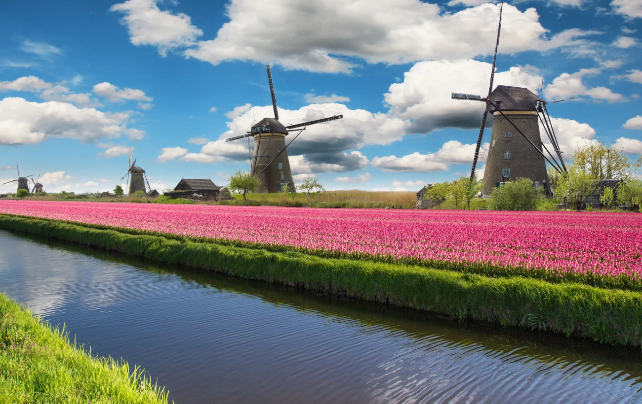 Tulips and windmills in the Dutch countryside.