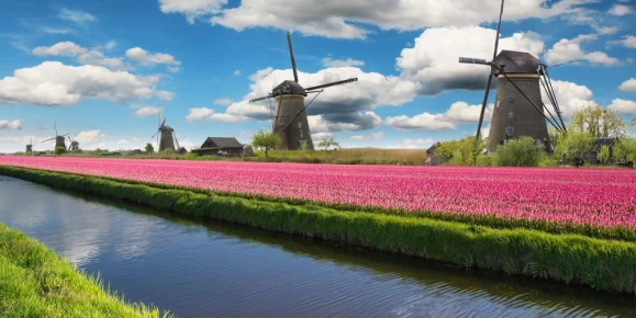 Tulips and windmills in the Dutch countryside.