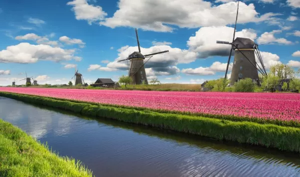 Tulips and windmills in the Dutch countryside.