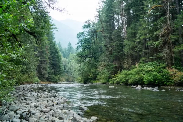 The quiet green forests of the Pacific Northwest