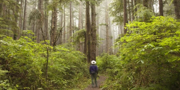 Explore the lush forests of the Pacific Northwest