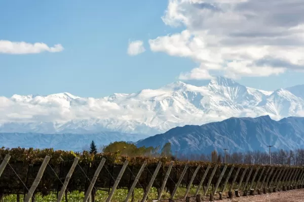 Aconcagua towering over vineyards