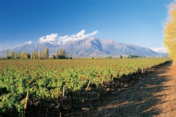 Visit vineyards during wine tours near Santiago de Chile