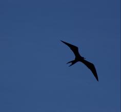 Frigate bird