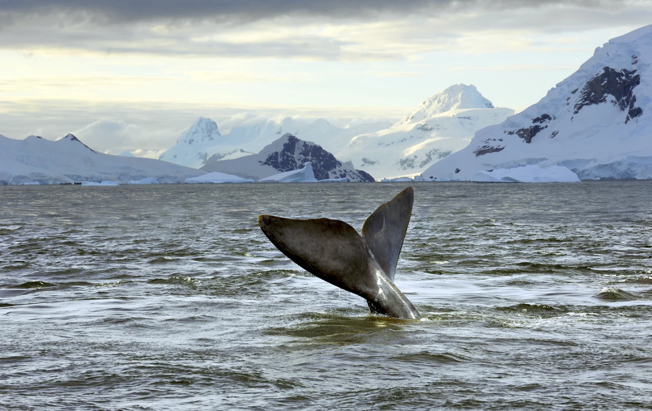 A whale plays near the surface at dusk.