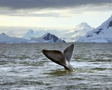 A whale plays near the surface at dusk.